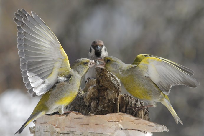 Зеленушка птица