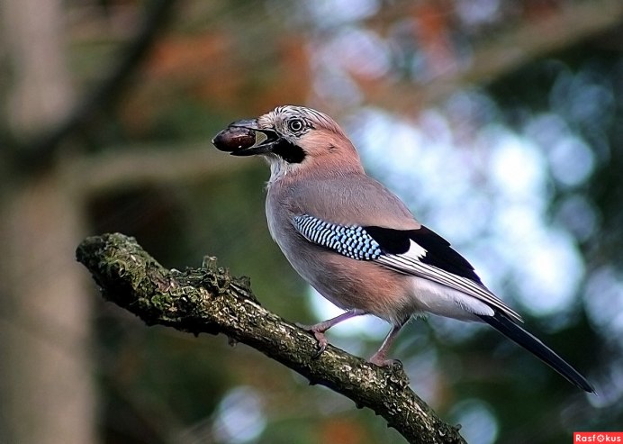 Сокол Пилигрим птица