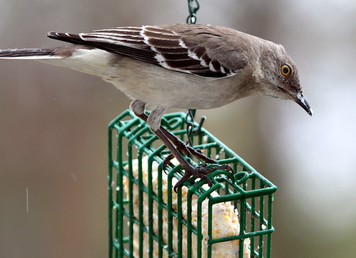 Певчие птицы Соловей