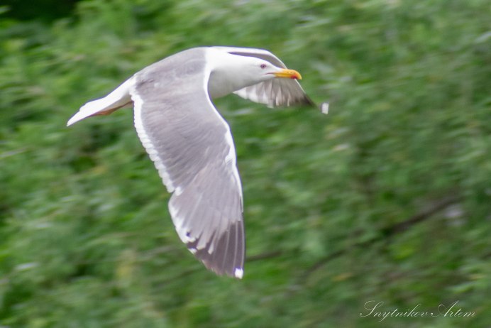 Сойка самец и самка