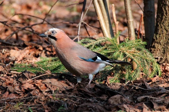 Птица Сойка и ронжа