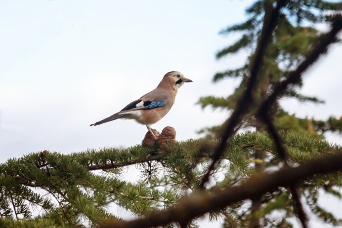 Птицы семейства воробьиных завирушка