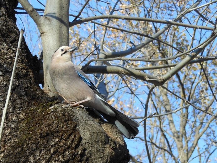 Птица Сойка Крымская