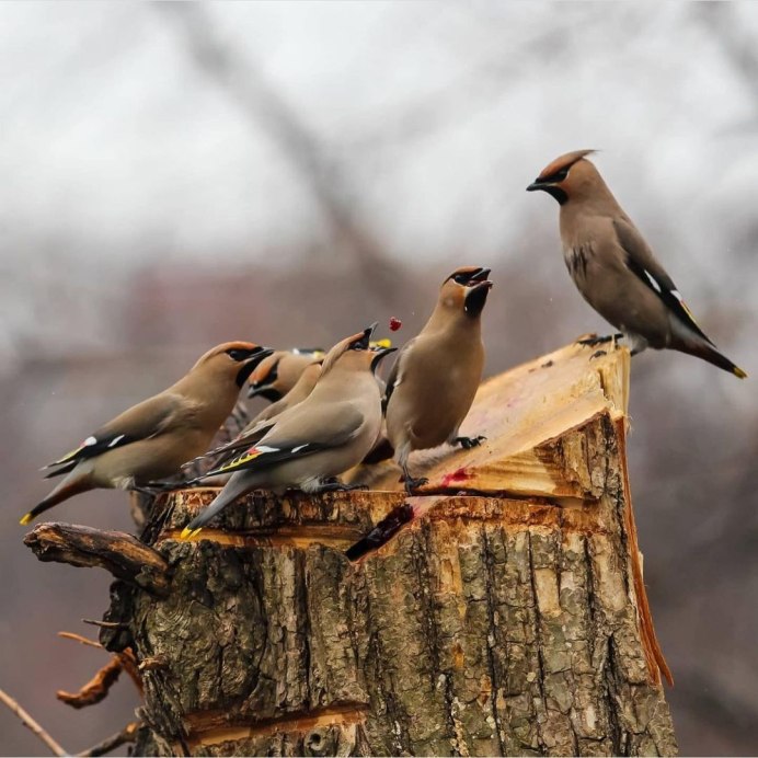 Птицы Владивостока