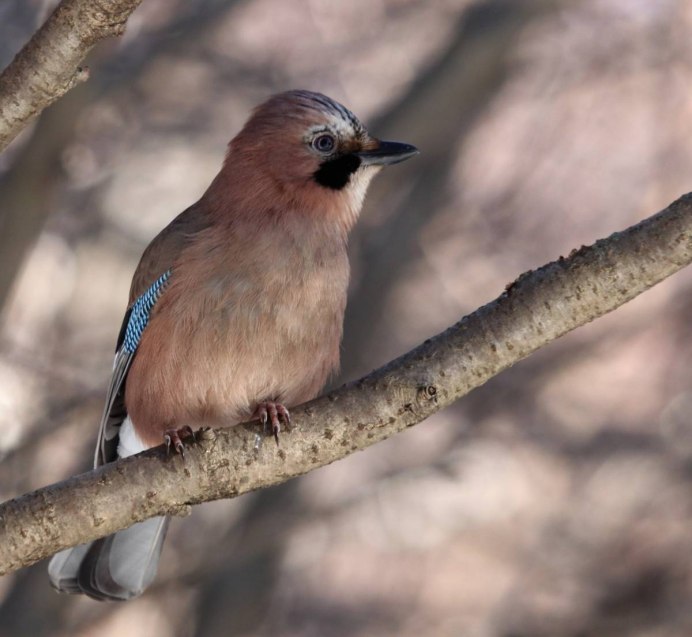 Ястреб пустельга белый