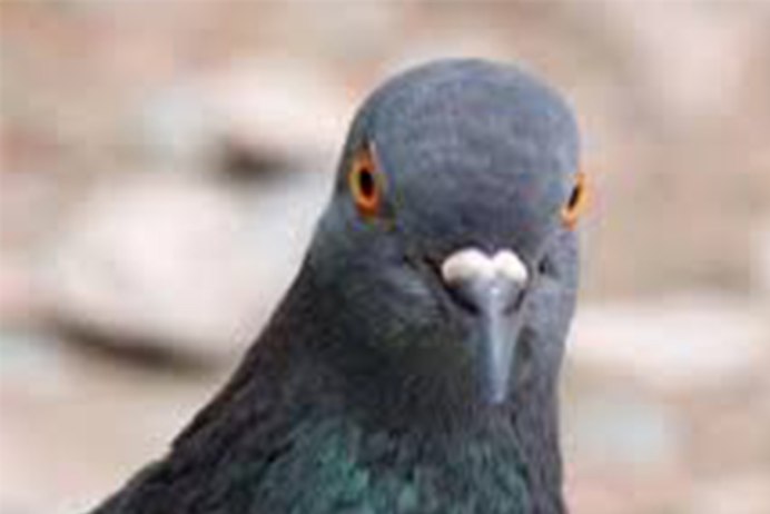 Сойка Сочинская