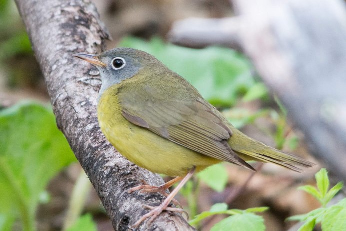 Королевский гриф самка