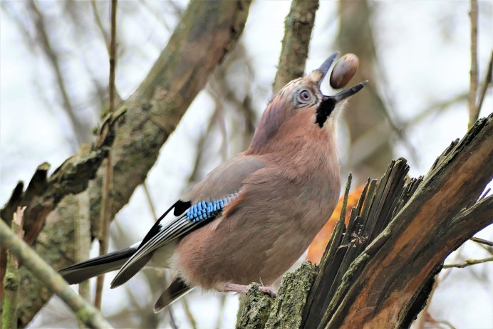 Сойка пересмешница птица
