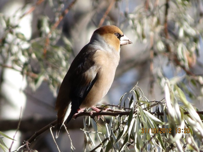Гималайская Сойка