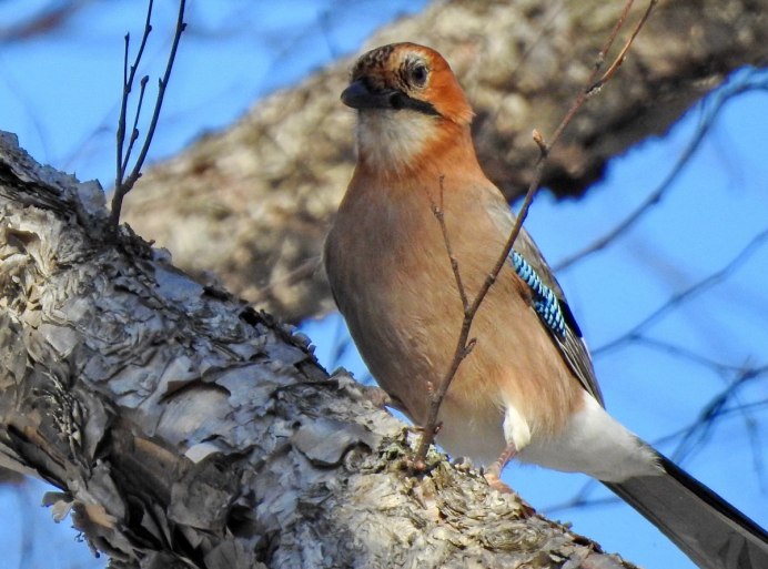 Суровые челябинские грибы