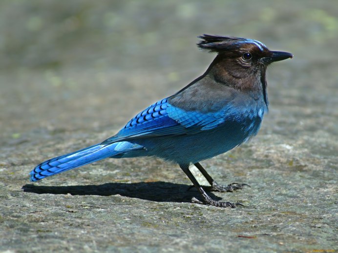 Обыкновенный Дубонос