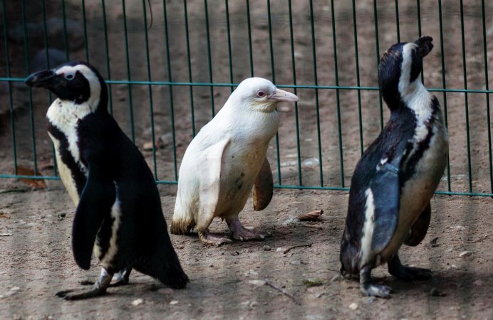 Королевский Пингвин альбинос