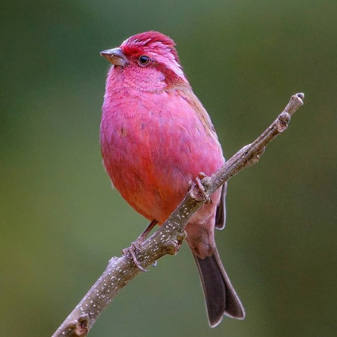 Певчая птичка с красной грудкой