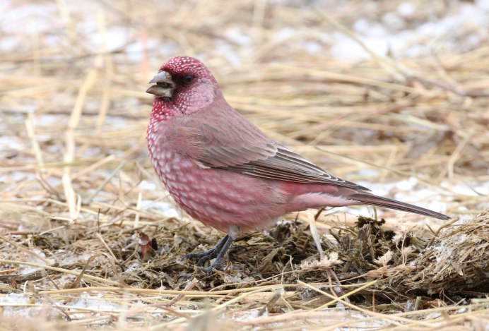Желтый Кардинал птица