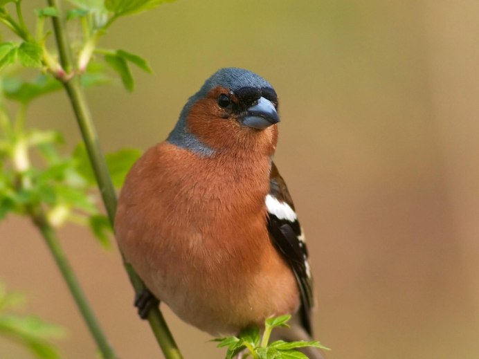Певчие воробьиные Вьюрковые