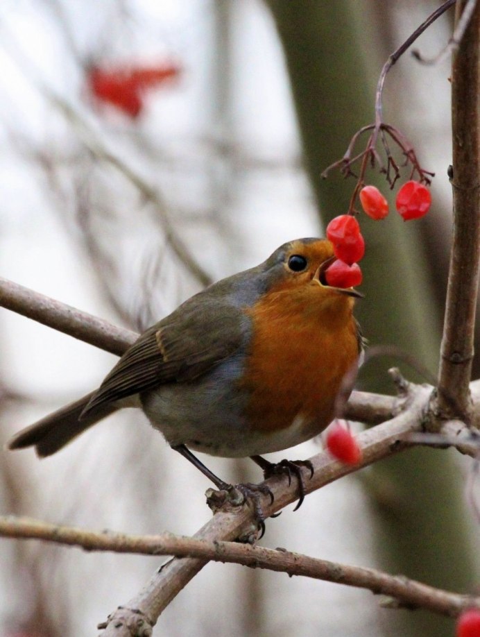 Линовогрудая петроика