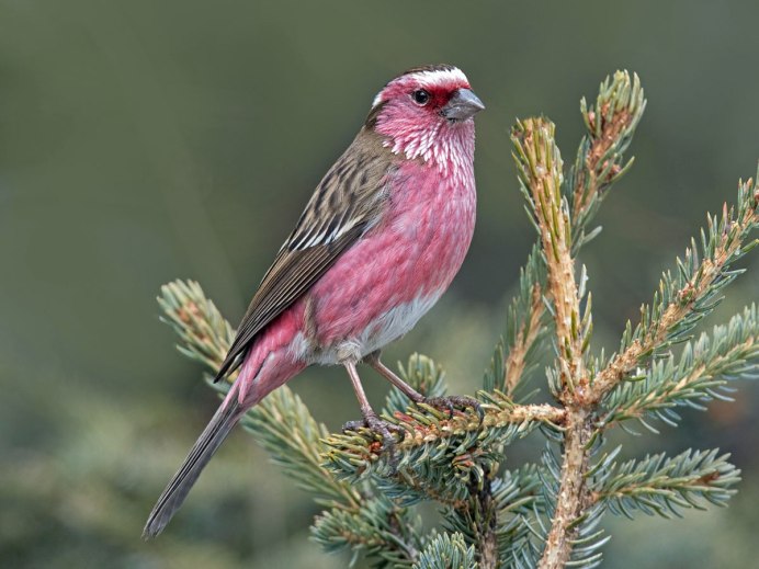 Танагровый певун