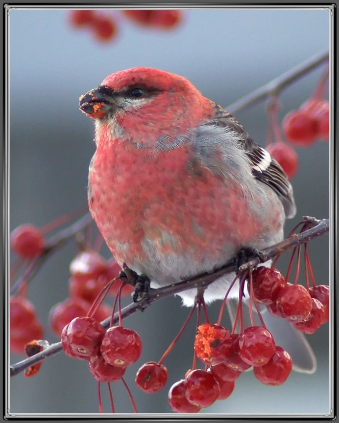 Rosefinch птица
