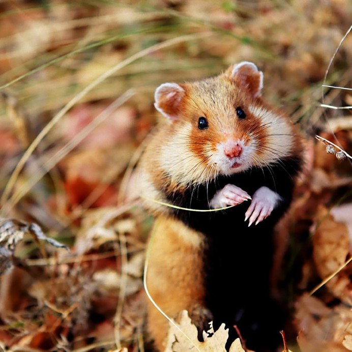 Лесной хомяк карбыш