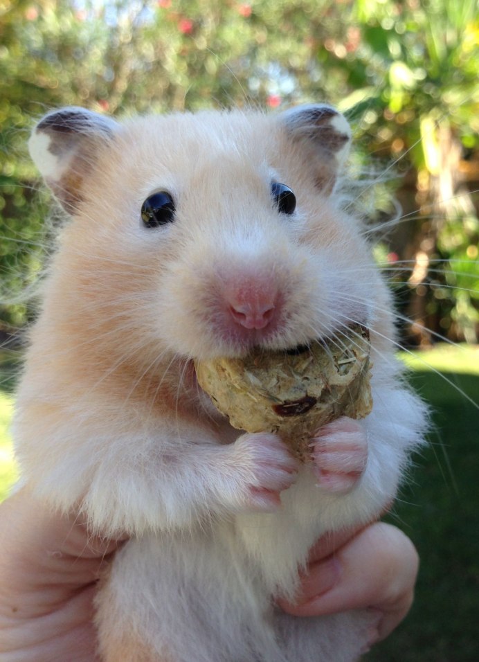 Американский питомник River Road Hamster