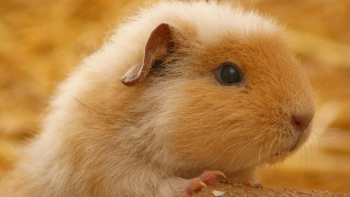 Дагестанский хомяк