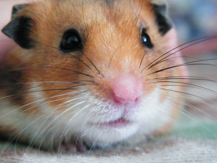 Фотопортрет хомяка