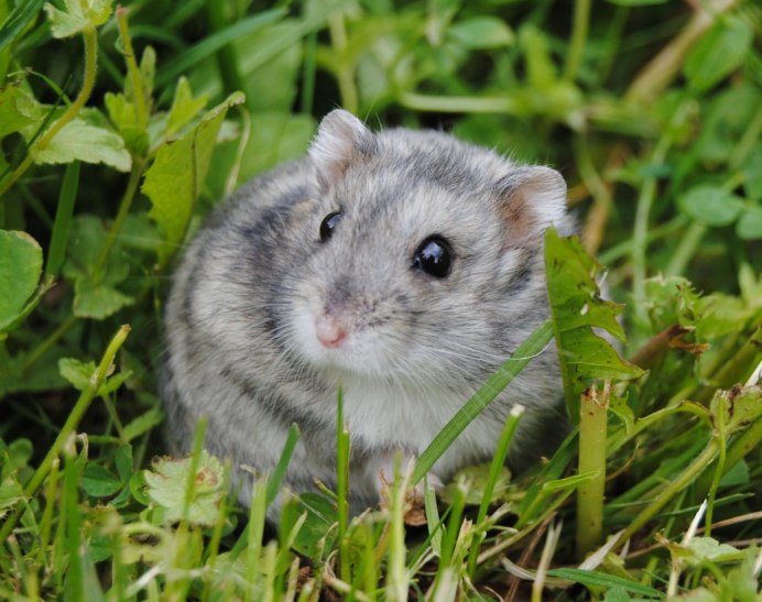 Сирийский золотистый хомячок