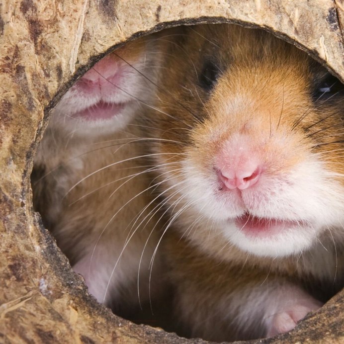 Хомяк обыкновенный ареал