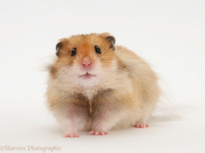 Сирийский ангорский хомяк