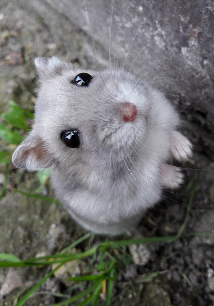 Милые хомяки