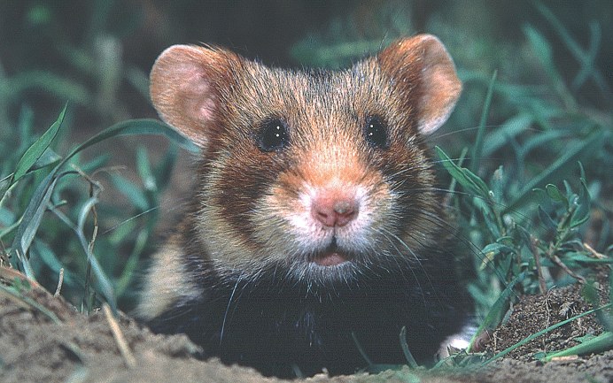 Карликовый хомячок Тейлора