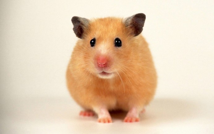 Джунгарский хомяк золотистый