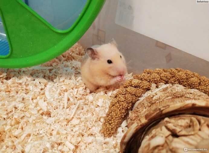 Милый хомячок