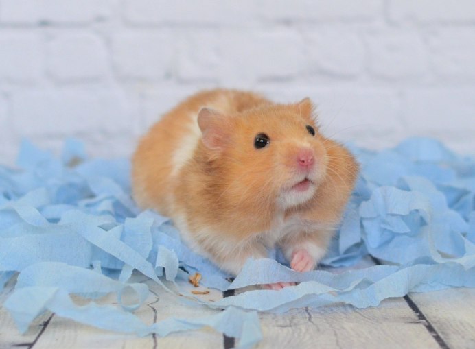 Полевка хомяк