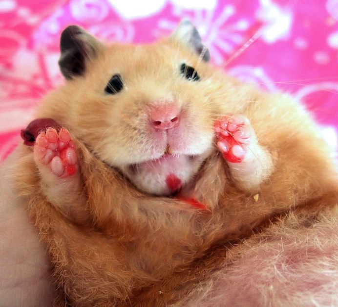 Mesocricetus auratus