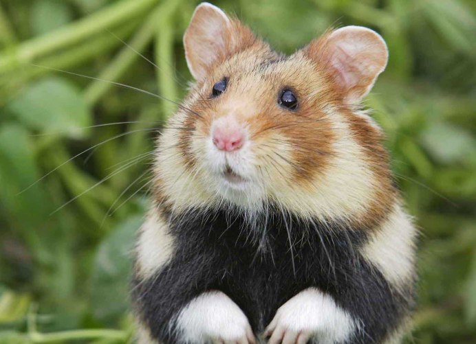 Сирийский хомяк Хома