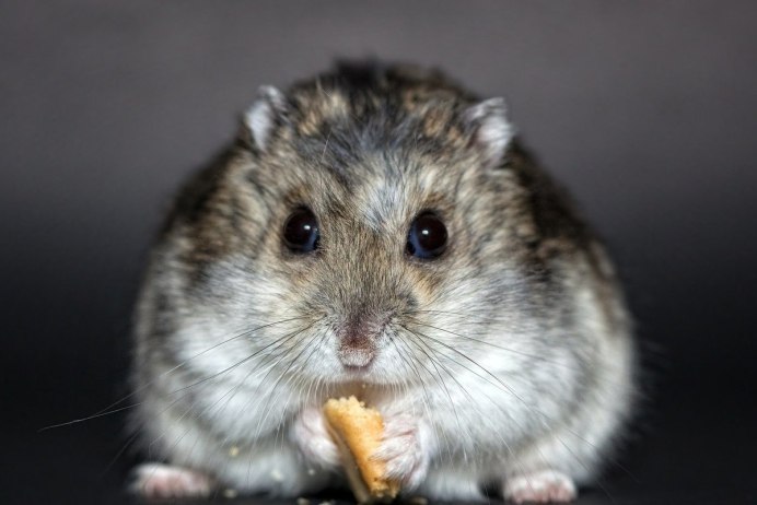 Сирийский карликовый хомяк