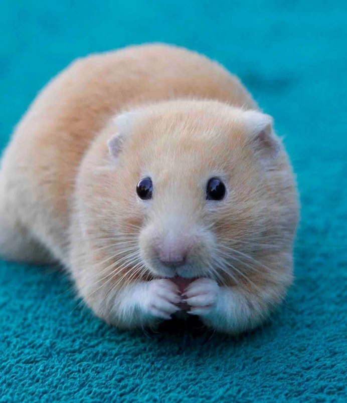 Хомяк Эстетика