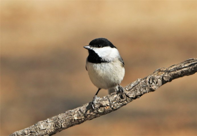 Motacilla Alba yarrellii