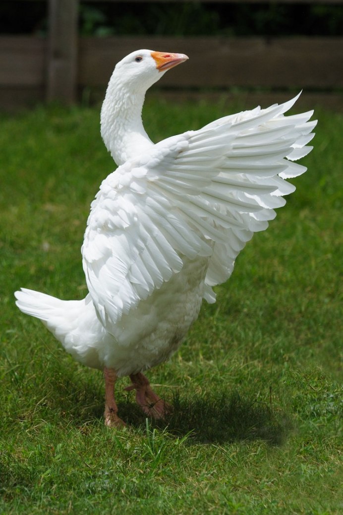 Гусь белый (Anser caerulescens hyperboreus)