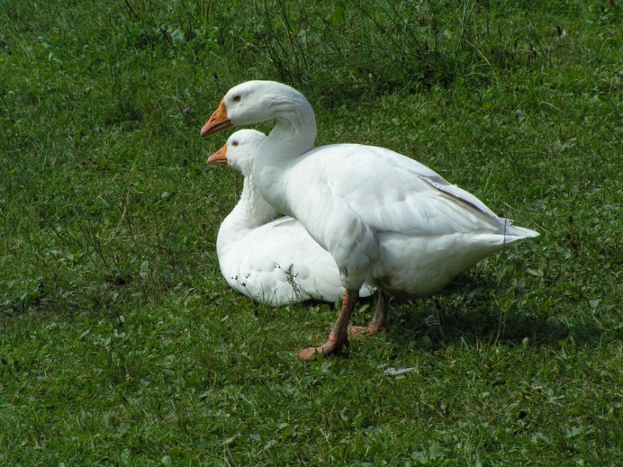 Гусь лежит