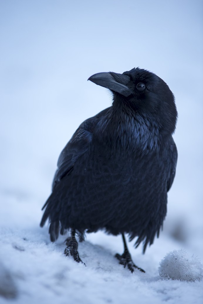 Корвус ворон
