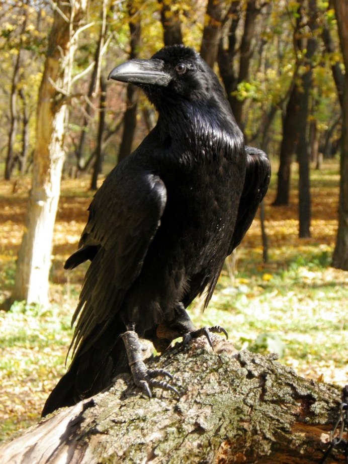 Corvus Corax птица ворон