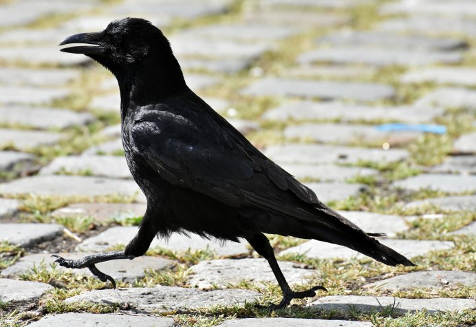 Ворон Corvus Corax