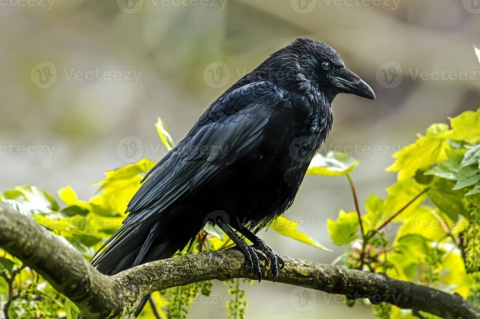 Flock of Ravens