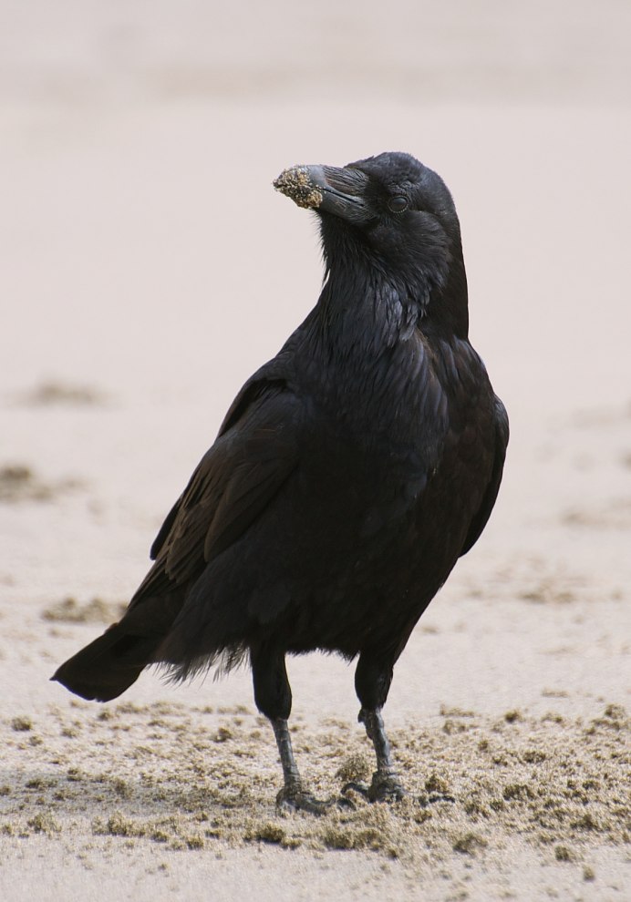 Common Raven
