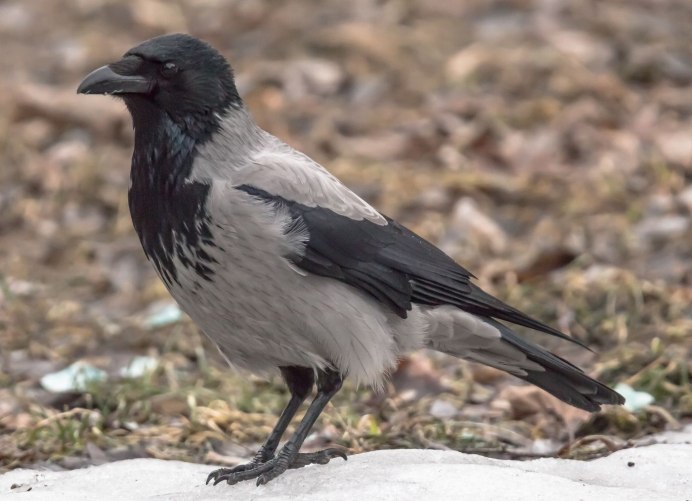 Corvus Corax птица