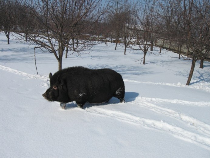 Застреленный дикий кабан