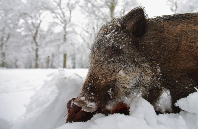 Дикие кабаны» (Wild Hogs)