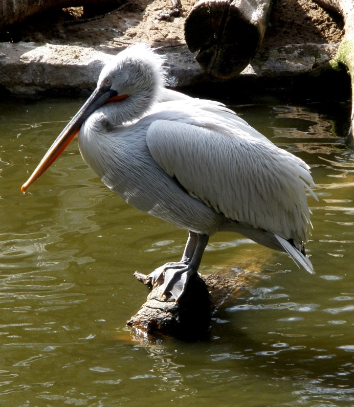 Tockus erythrorhynchus